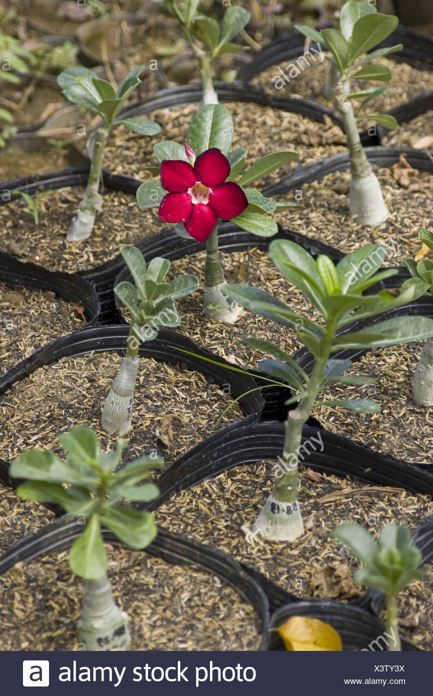 Du Toitskloof Adenium Obesum Rose Du Désert Fleur Rouge