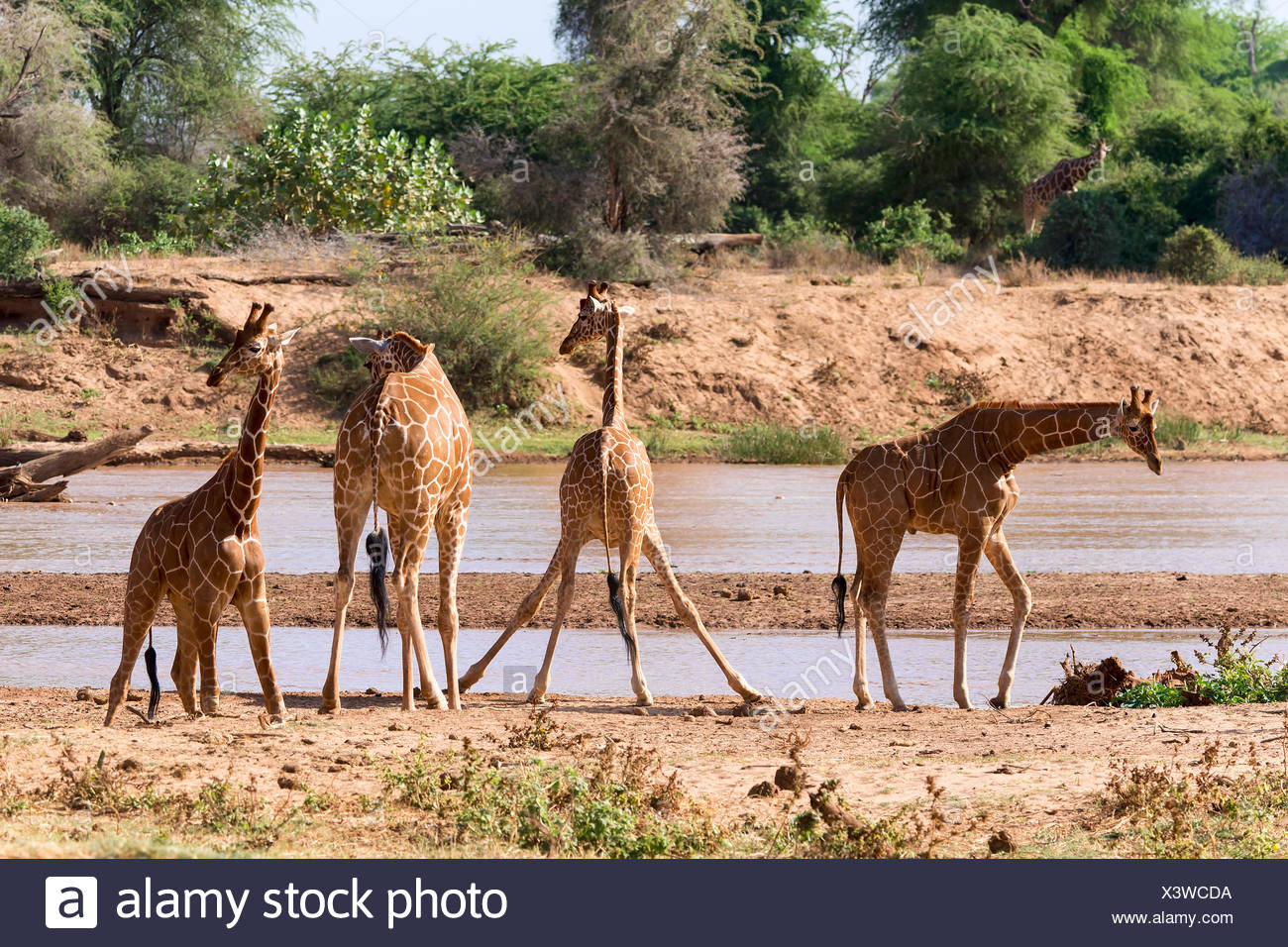 Les Girafes réticulée ou Somali girafes (Giraffa camelopardalis reticulata) par la rivière, la réserve nationale de Samburu, Kenya Banque D'Images