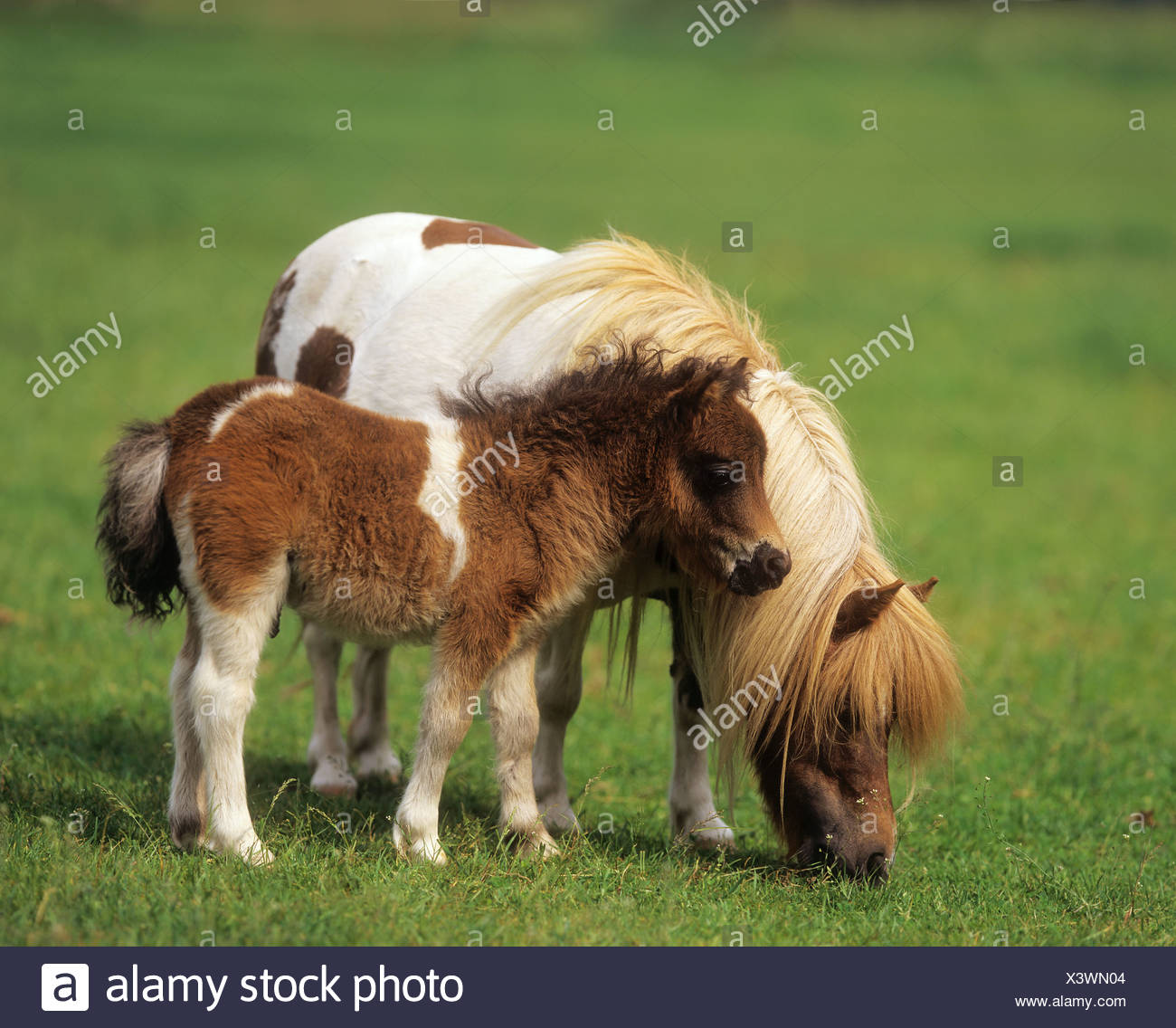 Poney Shetland Miniature Mare Avec Poulain On Meadow Photo Stock Alamy Poney Shetland Miniature Mare Avec Poulain On Meadow Photo Stock Alamy