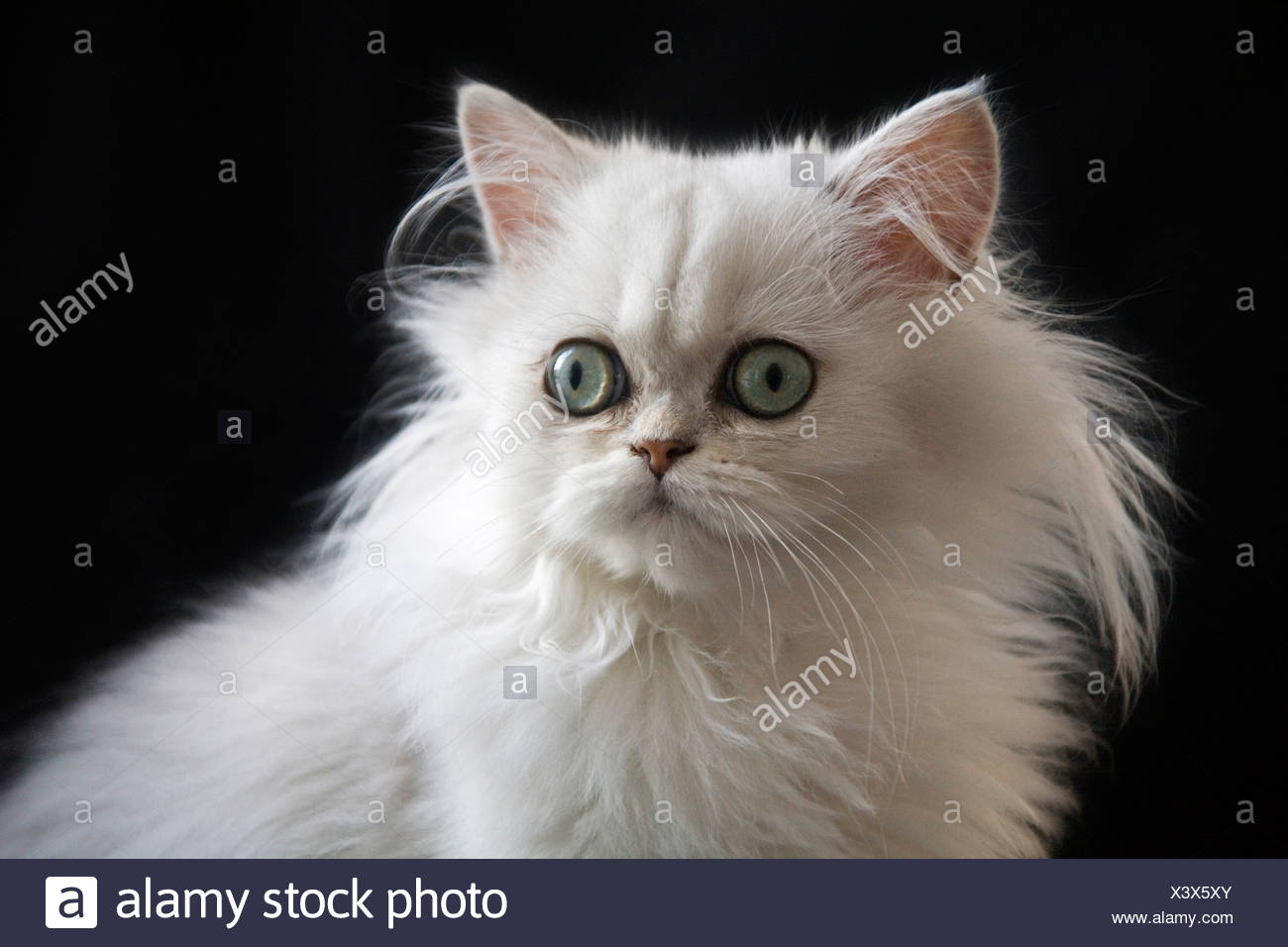 Chat Persan Blanc Photo Stock Alamy
