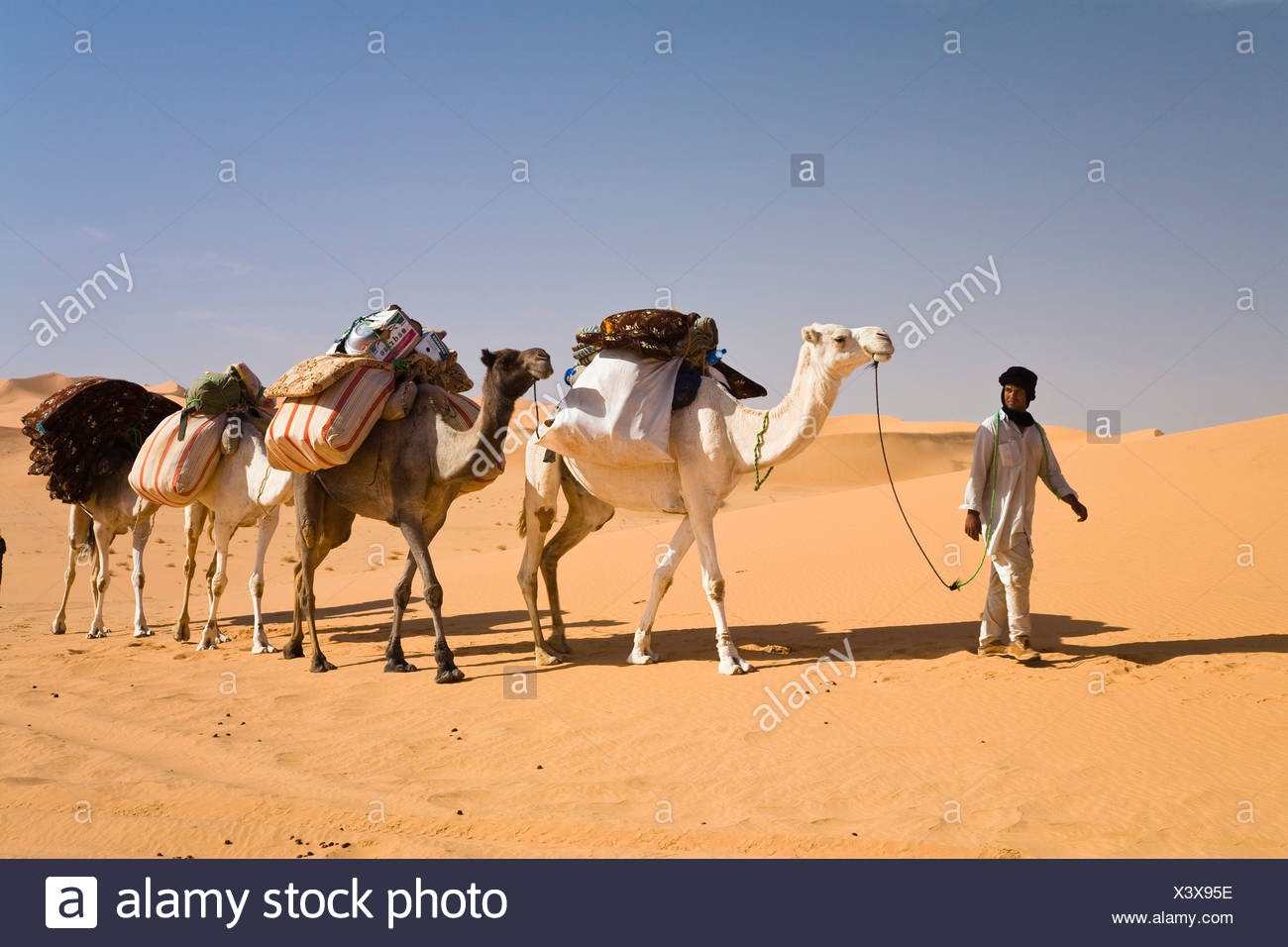 Caravane De Chameaux Dans Le Desert De Libye Les Chameaux Camelus Dromedarius Libye Sahara Afrique Du Nord Afrique Photo Stock Alamy