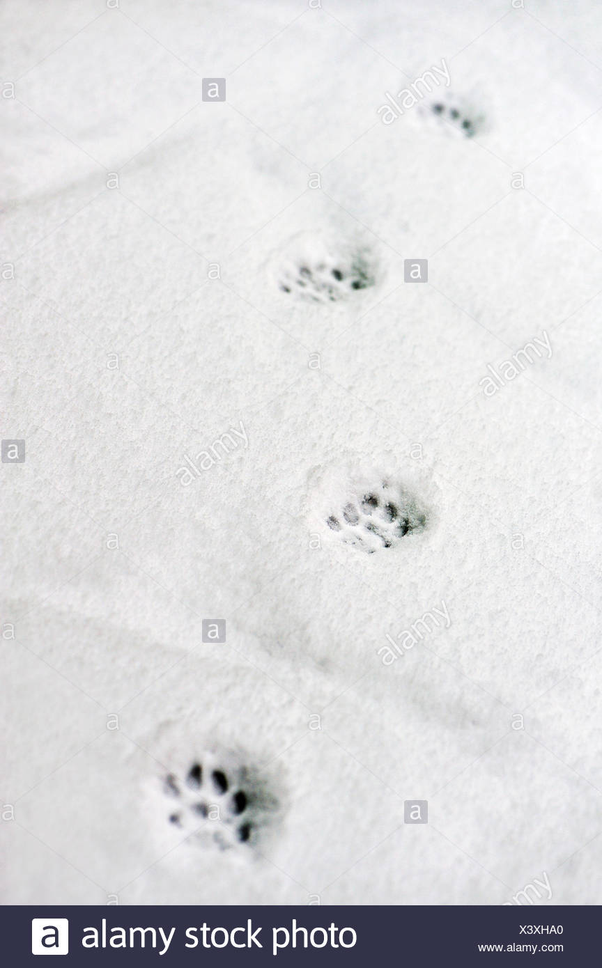 Les Empreintes De Chat Dans La Neige Photo Stock Alamy