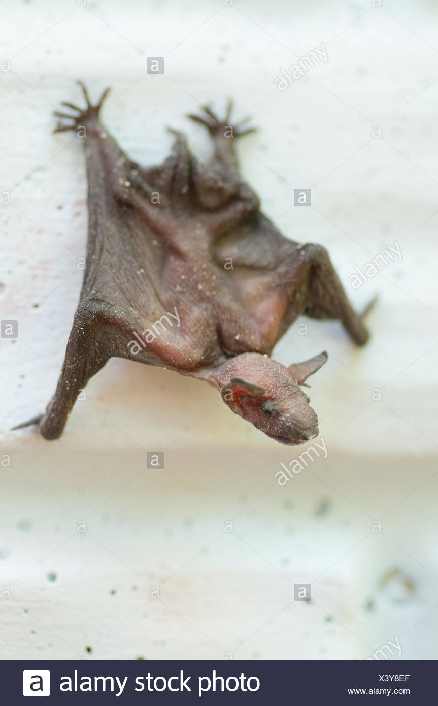Bebe Chauve Souris Trouvee Sur Le Cote D Une Maison Photo Stock Alamy