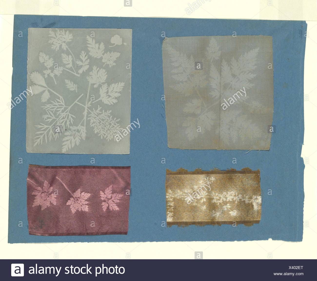 [Les spécimens botaniques]. Artiste : Attribué à Robert Hunt (britannique, 1807-1887) ; Date : ca. 1841 ; moyen : dessin photogénique négatifs sur papier et Photo Stock