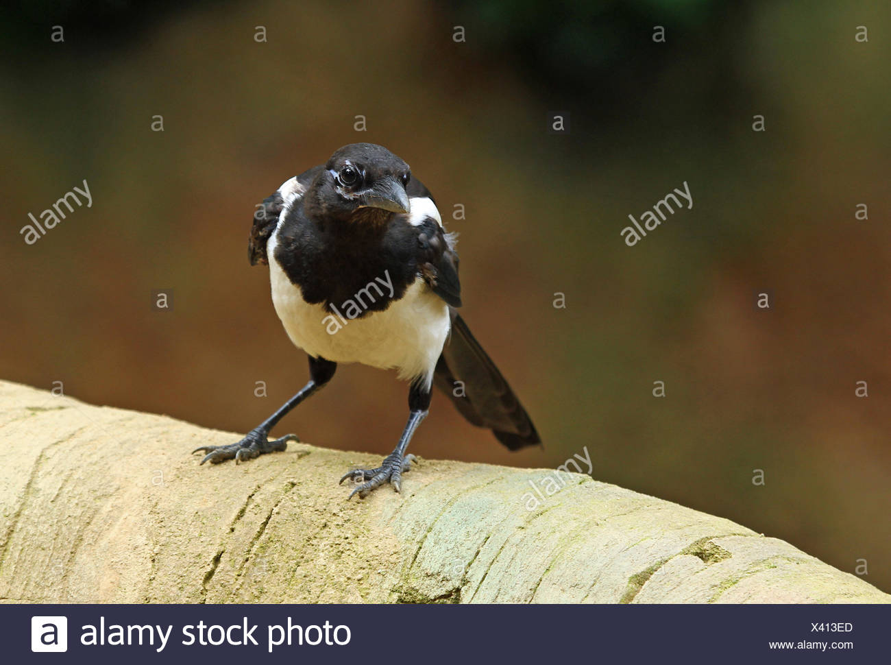 Magpie Raven Herbivore Ruse Thievish Carnivore Oiseau