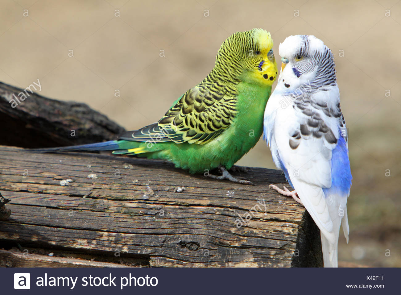 Bleu Animal Oiseau Vert Curieux Fouineur Fouineurs