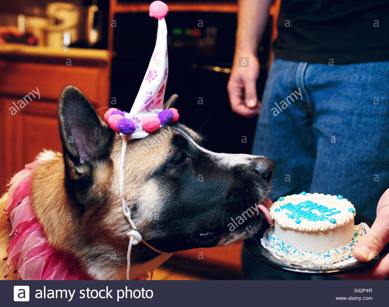 Anniversaire De Chien Banque D Image Et Photos Alamy