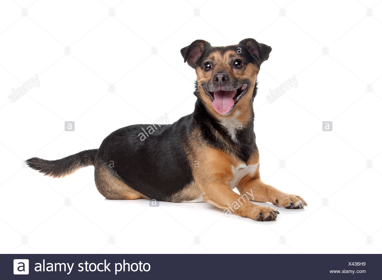 Noir Et Feu Jack Russel Terrier Photo Stock Alamy