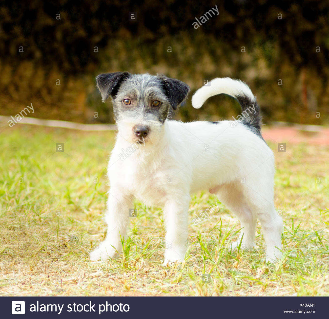 Un Petit Blanc Noir Et Gris Revêtement Rugueux Jack Russell