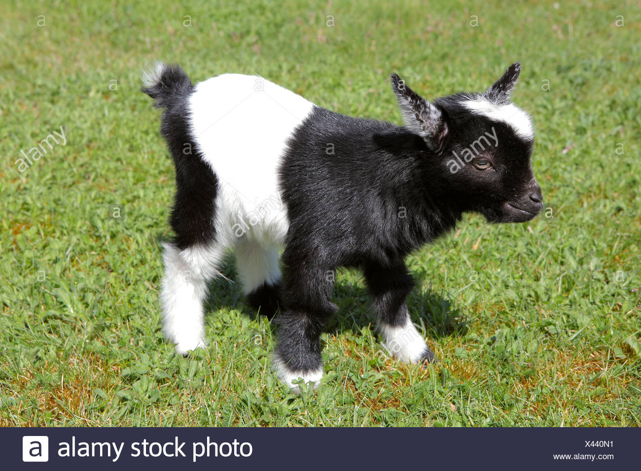 Un Bebe Chevre Naine A L Exterieur Photo Stock Alamy Un Bebe Chevre Naine A L Exterieur Photo Stock Alamy
