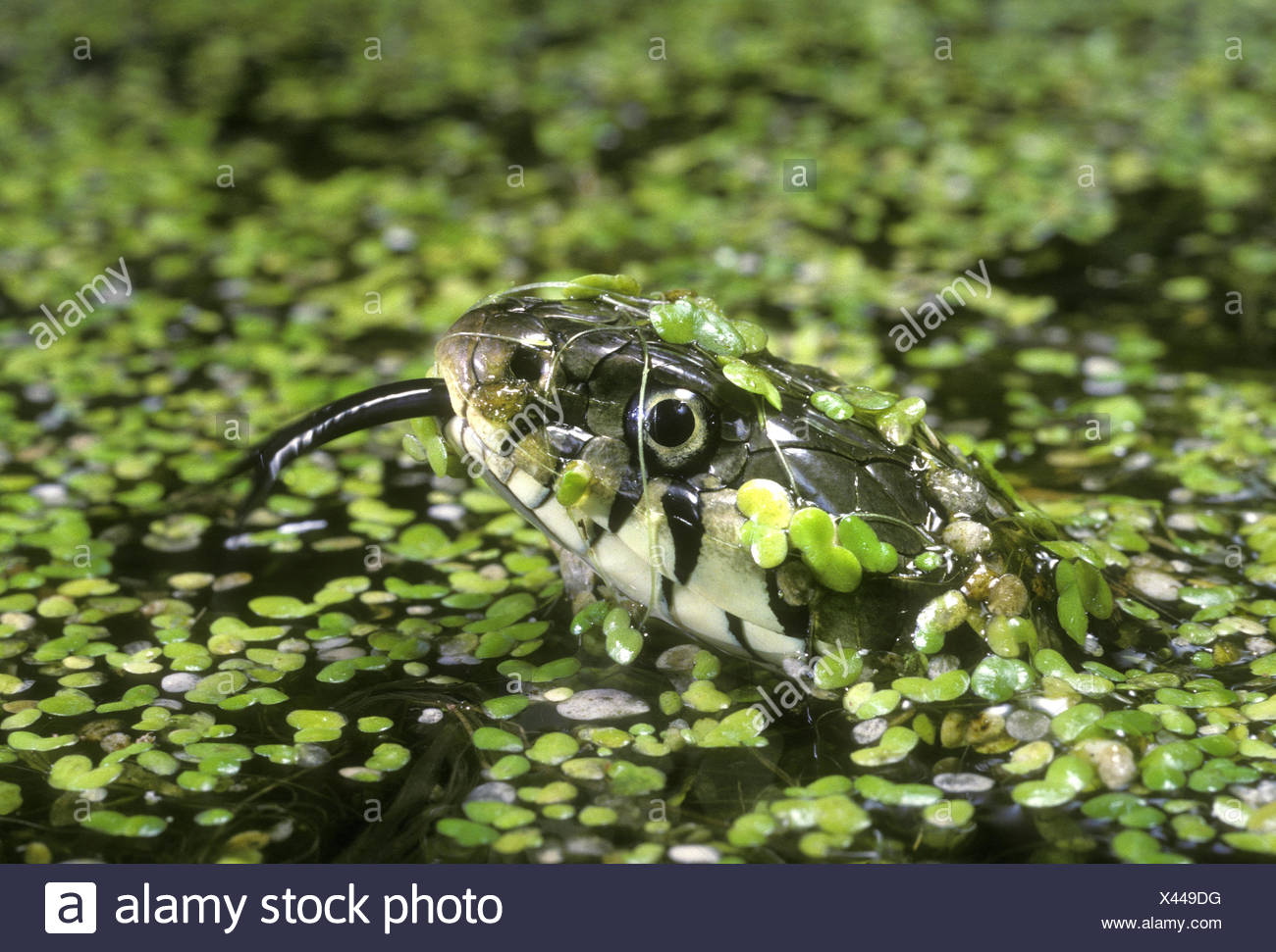Couleuvre à collier - Natrix natrix Banque D'Images