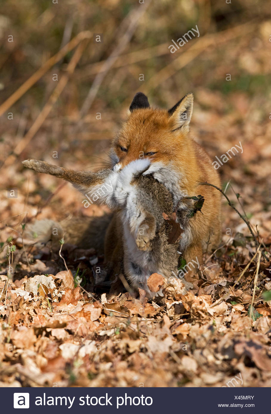 Le renard roux, Vulpes vulpes, homme avec un Kill, un lapin sauvage, Normandie Banque D'Images
