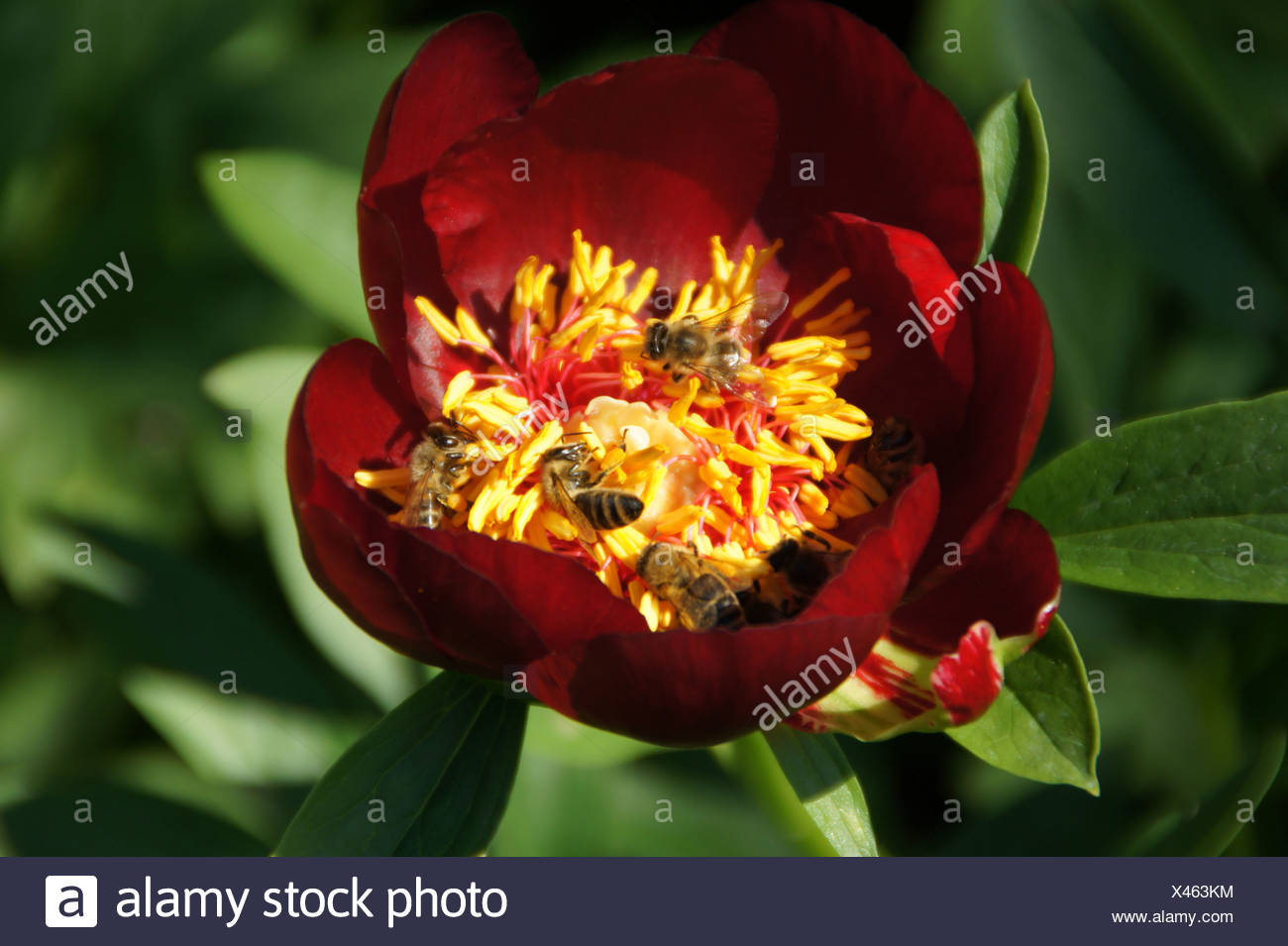 Pivoine Banque D'Images