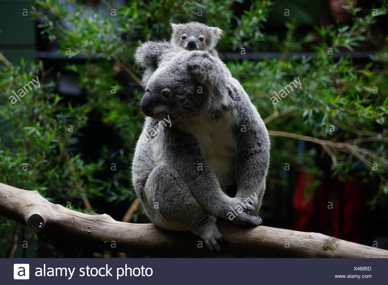 Avec Bebe Koala Australie Photo Stock Alamy Avec Bebe Koala Australie Photo Stock Alamy
