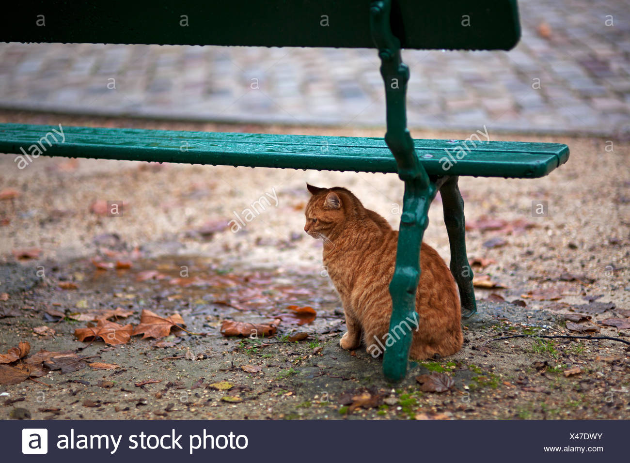 Chat Sous Un Banc Dans La Pluie Photo Stock Alamy Chat Sous Un Banc Dans La Pluie Photo Stock Alamy