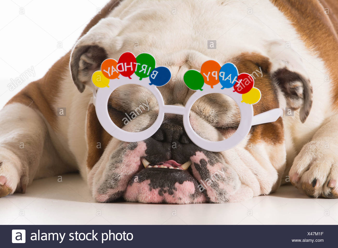 Adorable Male Bulldog Puppy Wearing Banque D Image Et Photos Alamy Adorable Male Bulldog Puppy Wearing Banque D Image Et Photos Alamy