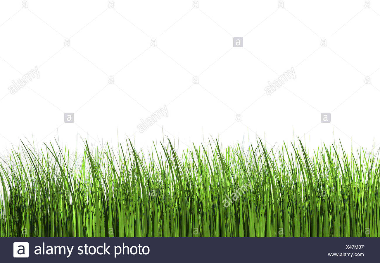 Lames en option d'herbe brin d'herbe Banque D'Images