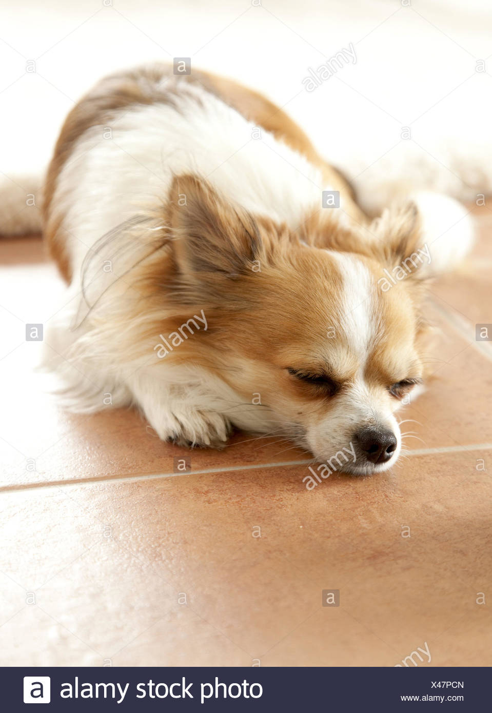 Chihuahua Marbre Mensonge Animal Chien Chien De