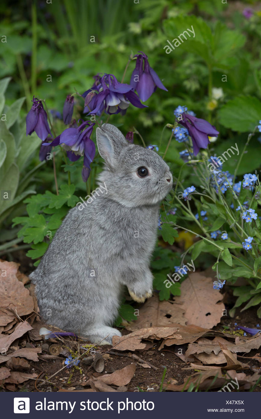 Netherland Bebe Lapin Nain Debout Dans Jardin De Printemps A Cote De Forget Me Nots Et Bleu Ancolie Usa Photo Stock Alamy