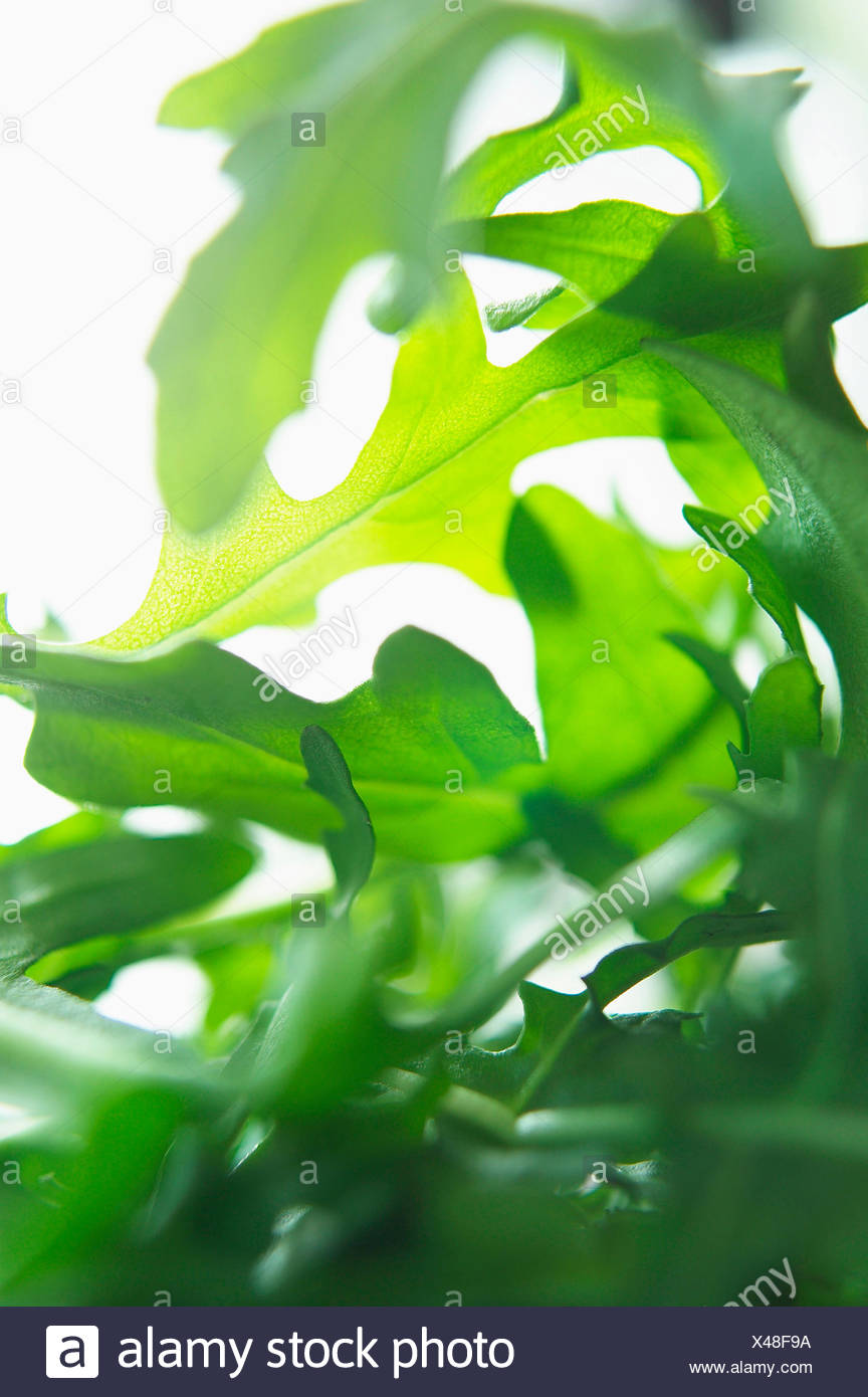 Rocket Eruca sativa, Studio shot, de feuilles de salade verte. Banque D'Images