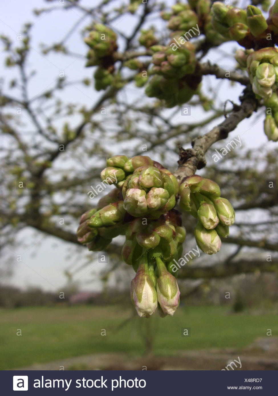 Prunus Serrulata Shirotae Banque D Image Et Photos Alamy