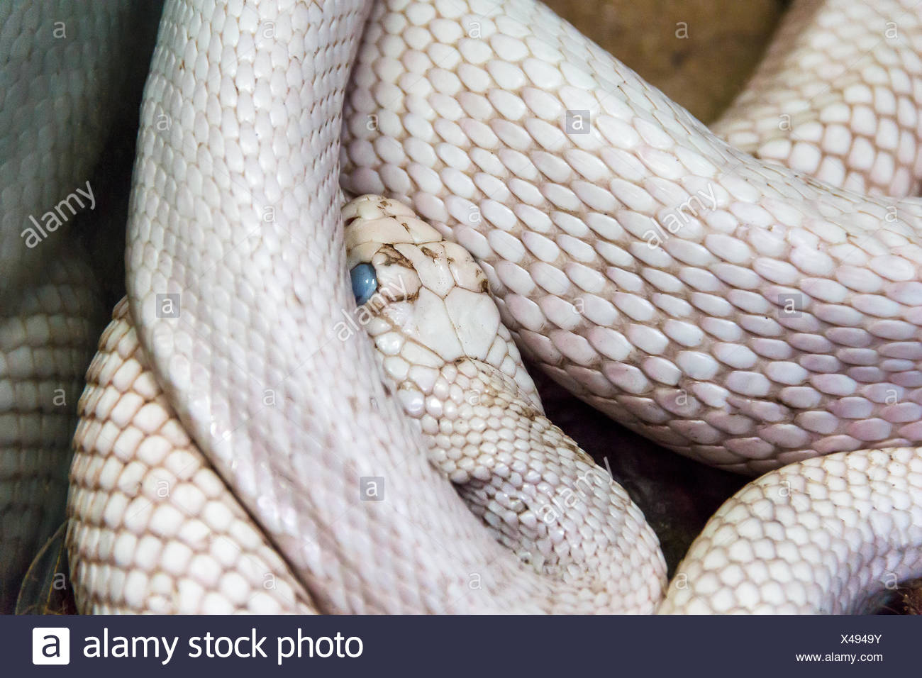 Serpent Blanc Aux Yeux Bleus Photo Stock Alamy
