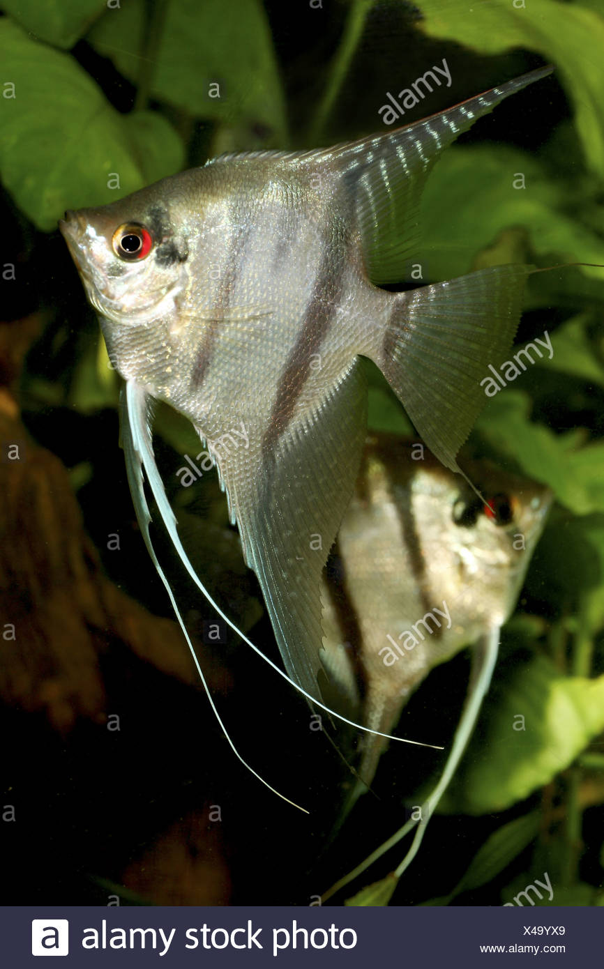 Requins Deau Douce Poissons Anges Poissons Anges Poissons