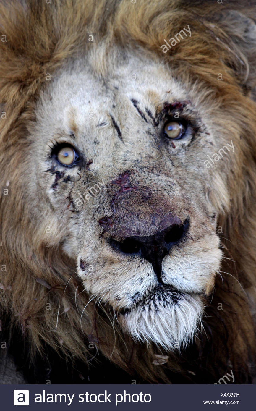 Lion Blesse Photo Stock Alamy
