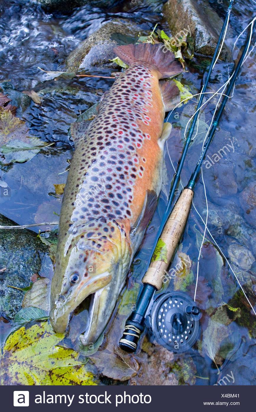 peche truite haut rhin