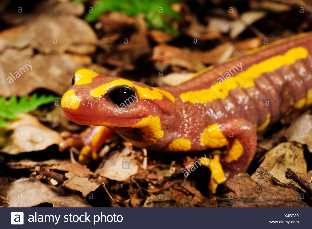 Salamandre Terrestre Banque d'image et photos Alamy — free download