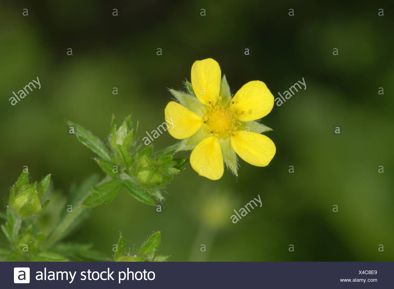 Flore Sauvage En Suisse Et Jardins Botaniques Potentilla