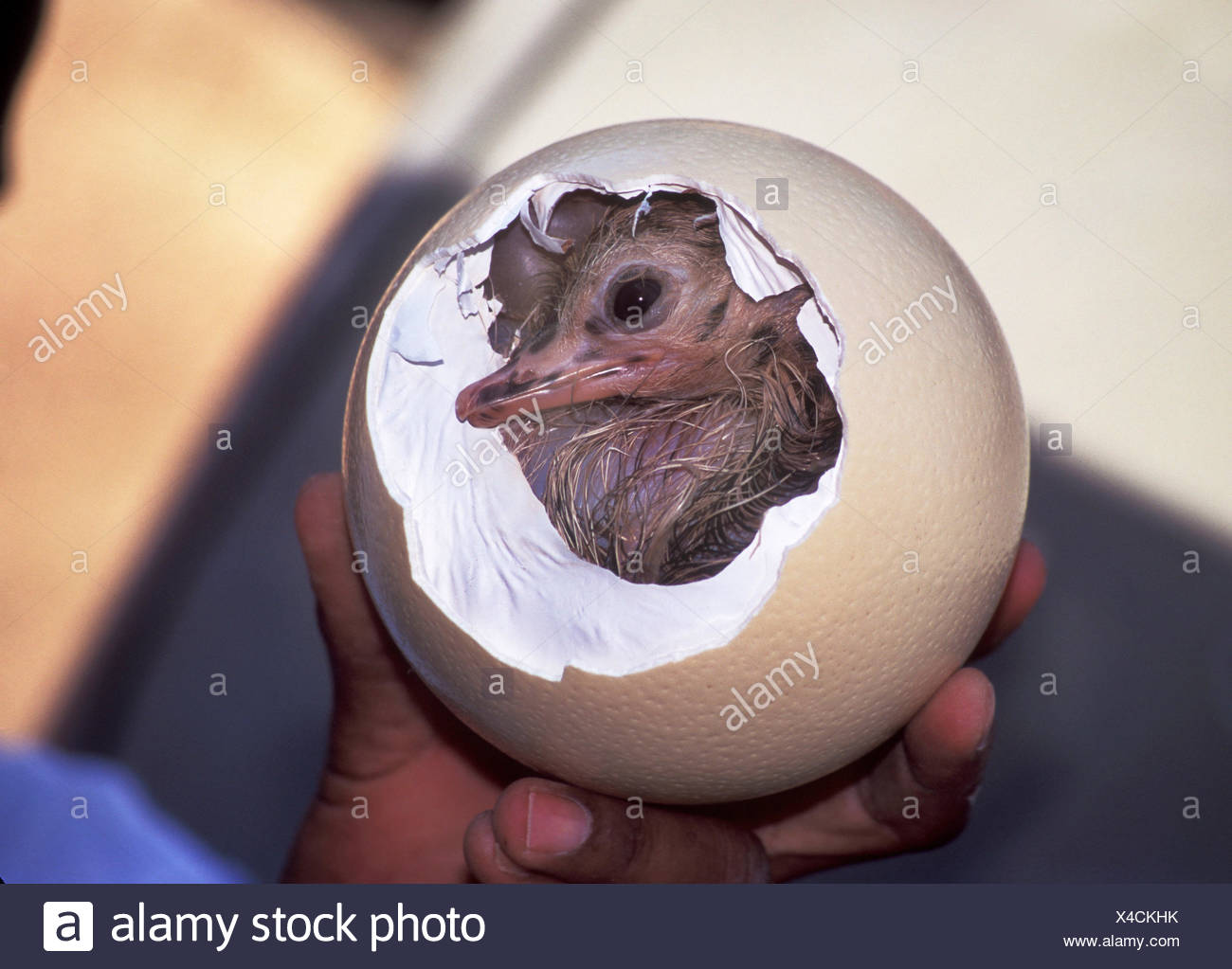Bebe Autruche Struthio Camelus Toujours Dans La Coquille De L Oeuf Photo Stock Alamy