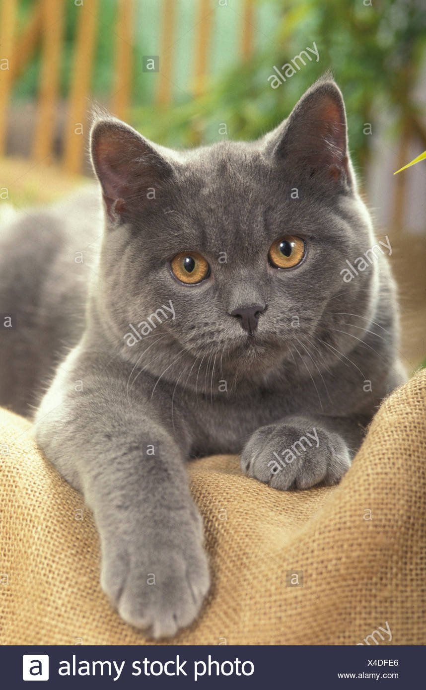 Chat Chartreux Couche Sur Adultes Hessian Allemagne Photo Stock Alamy Chat Chartreux Couche Sur Adultes Hessian Allemagne Photo Stock Alamy