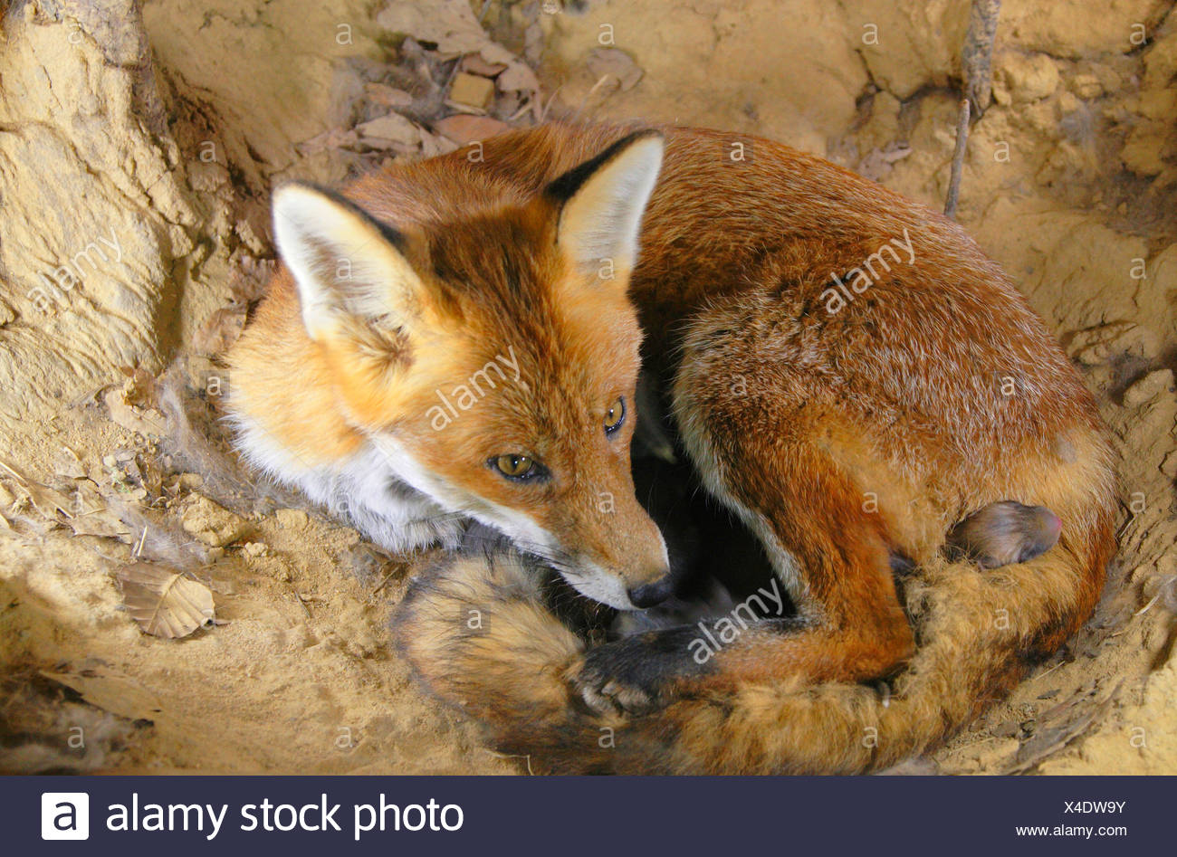 Le Renard Roux Vulpes Vulpes Femme Avec Kits De Nouveau Ne Dans La Taniere Allemagne Photo Stock Alamy