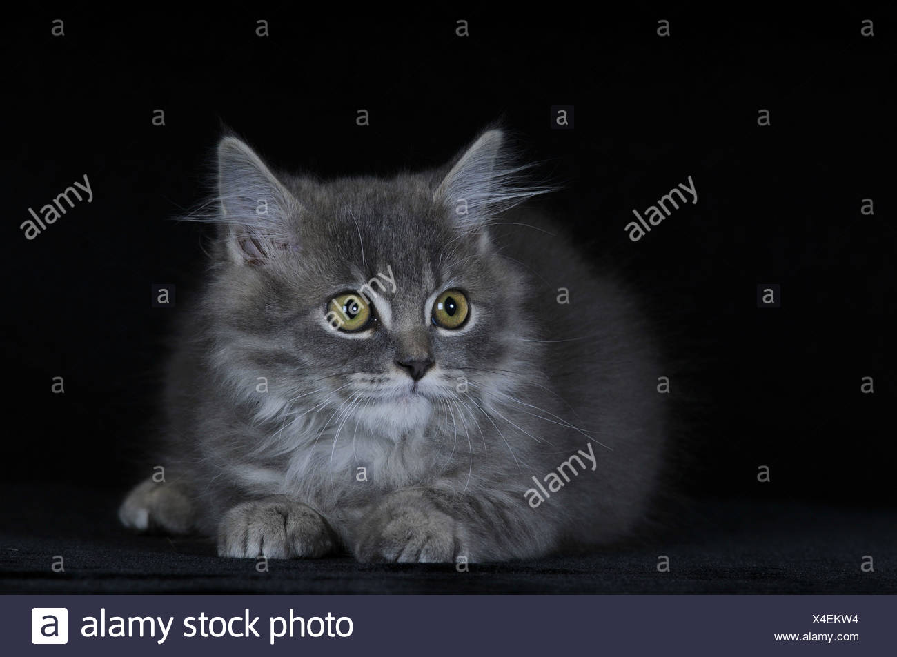 Chat Persan Gris Le Mensonge Banque Dimages Photo Stock