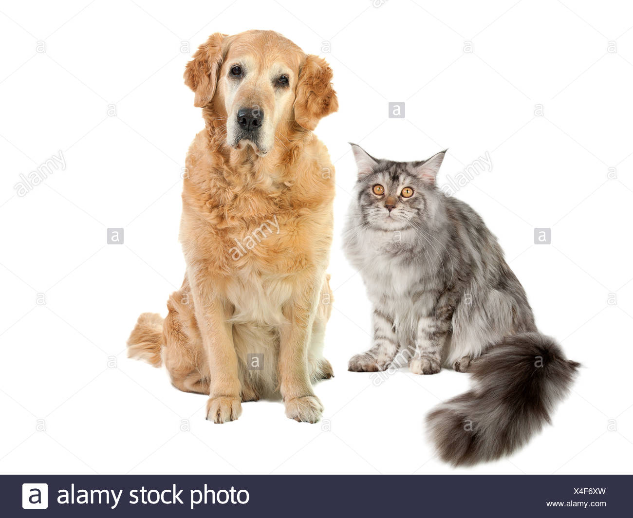 Chat Et Chien Sur Un Fond Blanc Banque Dimages Photo Stock