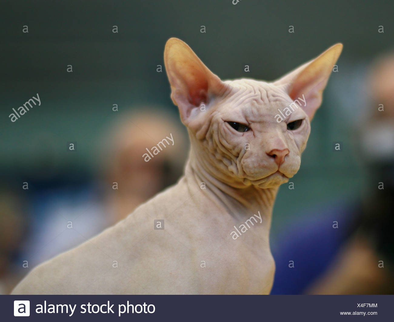 Arbre Chat , Sphynx blanc chat sans poils aussi connu sous le nom de Canadian glabres