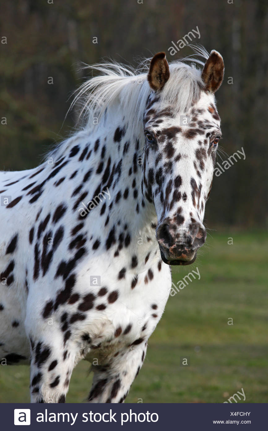 Cheval Appaloosa Banque d'image et photos Alamy
