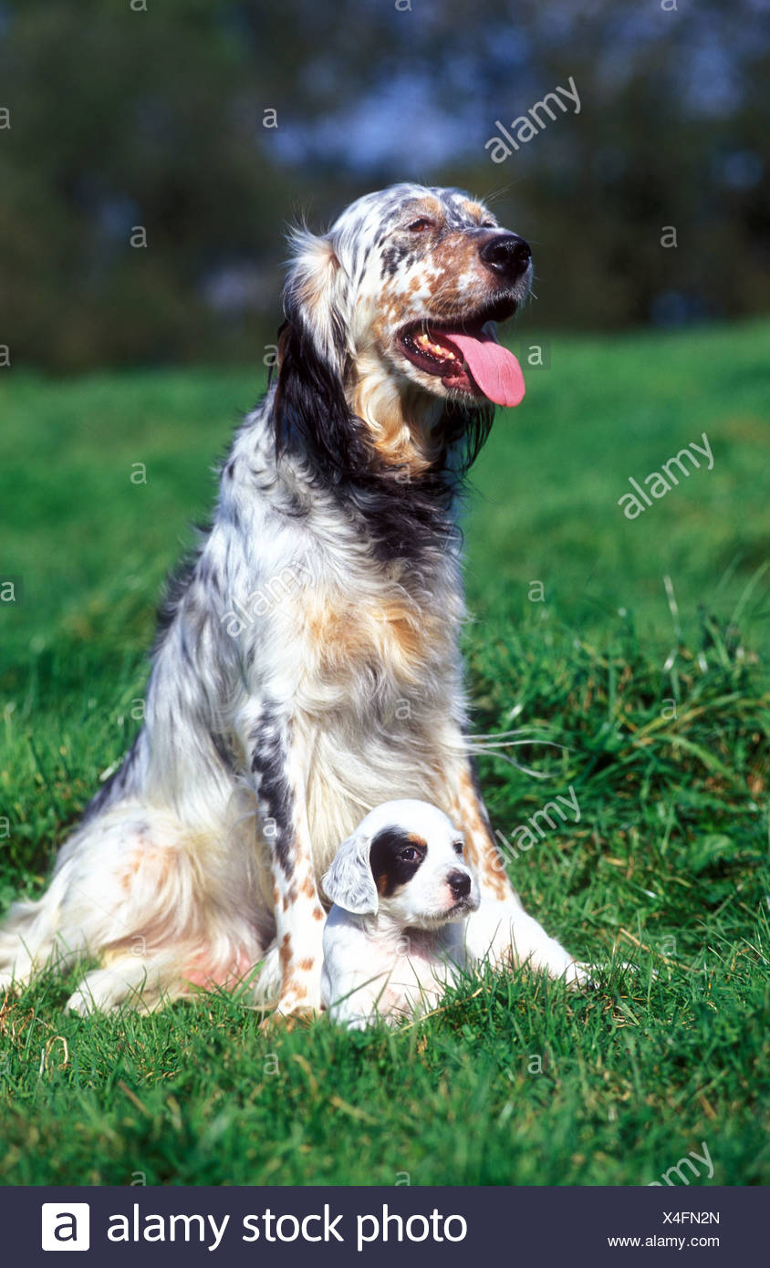 Chien Setter Anglais Spaniel Puppy Race A L Exterieur Exterieur Piscine Animal Jeune Bebe Deux Adultes Photo Stock Alamy Chien Setter Anglais Spaniel Puppy Race A L Exterieur Exterieur Piscine Animal Jeune Bebe Deux Adultes Photo Stock Alamy