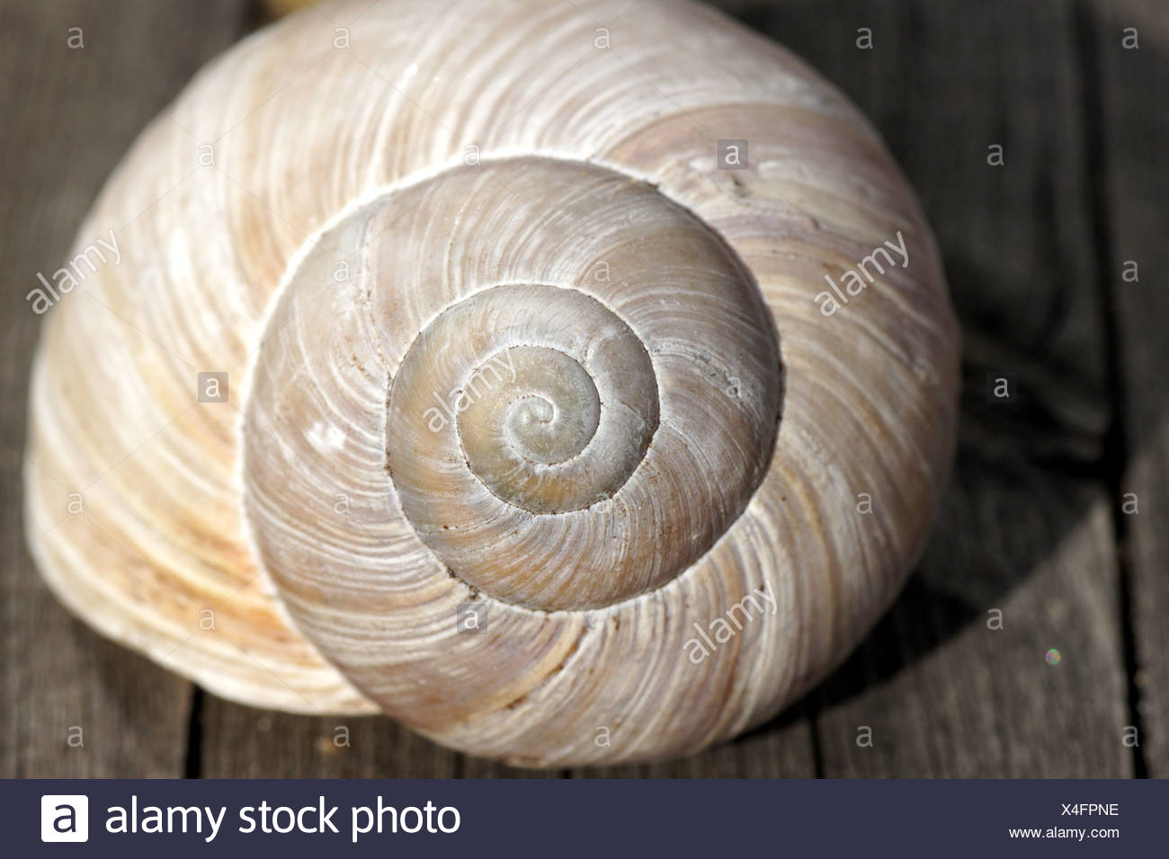 Coquille D Escargots Photo Stock Alamy