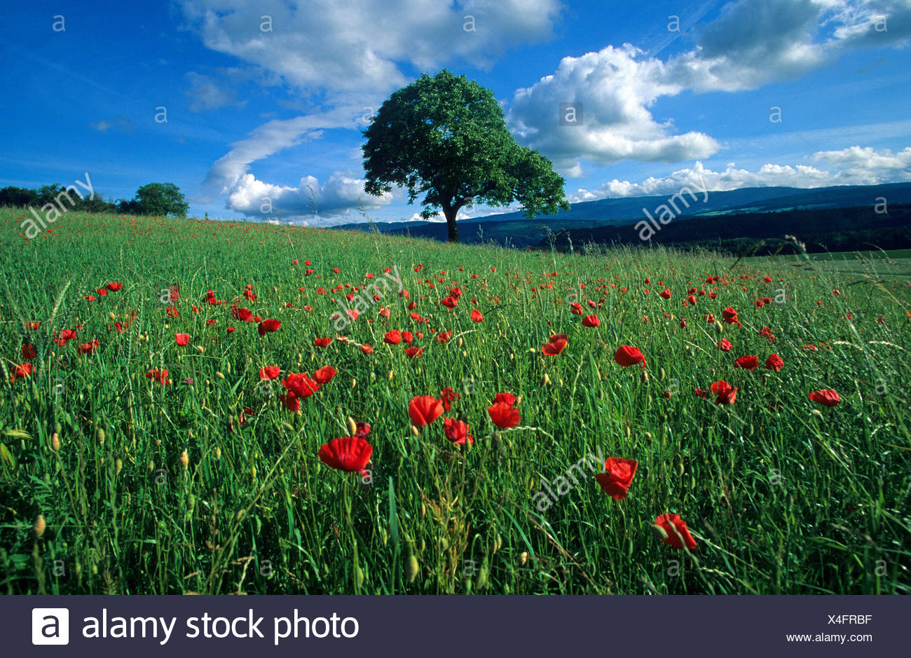 Erlach Suisse Canton De Berne Tree Meadow Coquelicots Paysage D Ete Nuages Paysage Nature Jura Plateau Suisse Photo Stock Alamy