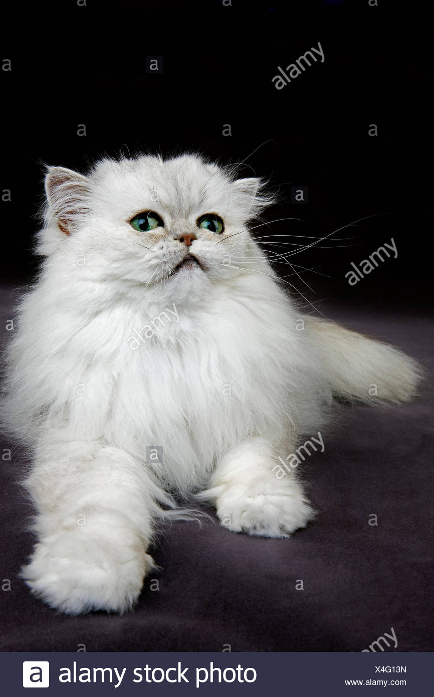 Chat Persan Chinchilla Sur Fond Noir Photo Stock Alamy Chat Persan Chinchilla Sur Fond Noir Photo Stock Alamy