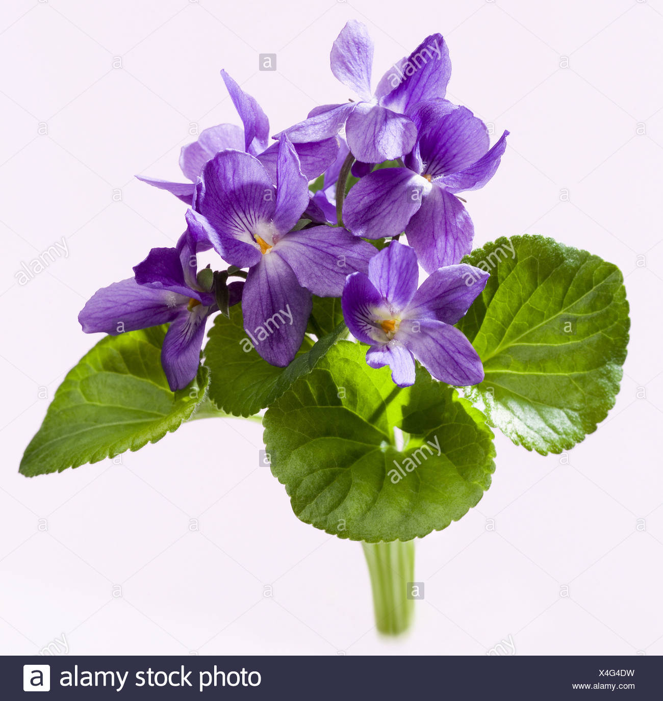 Bouquet De Fleurs Violettes Sans Parfum En Magasin Est Viola