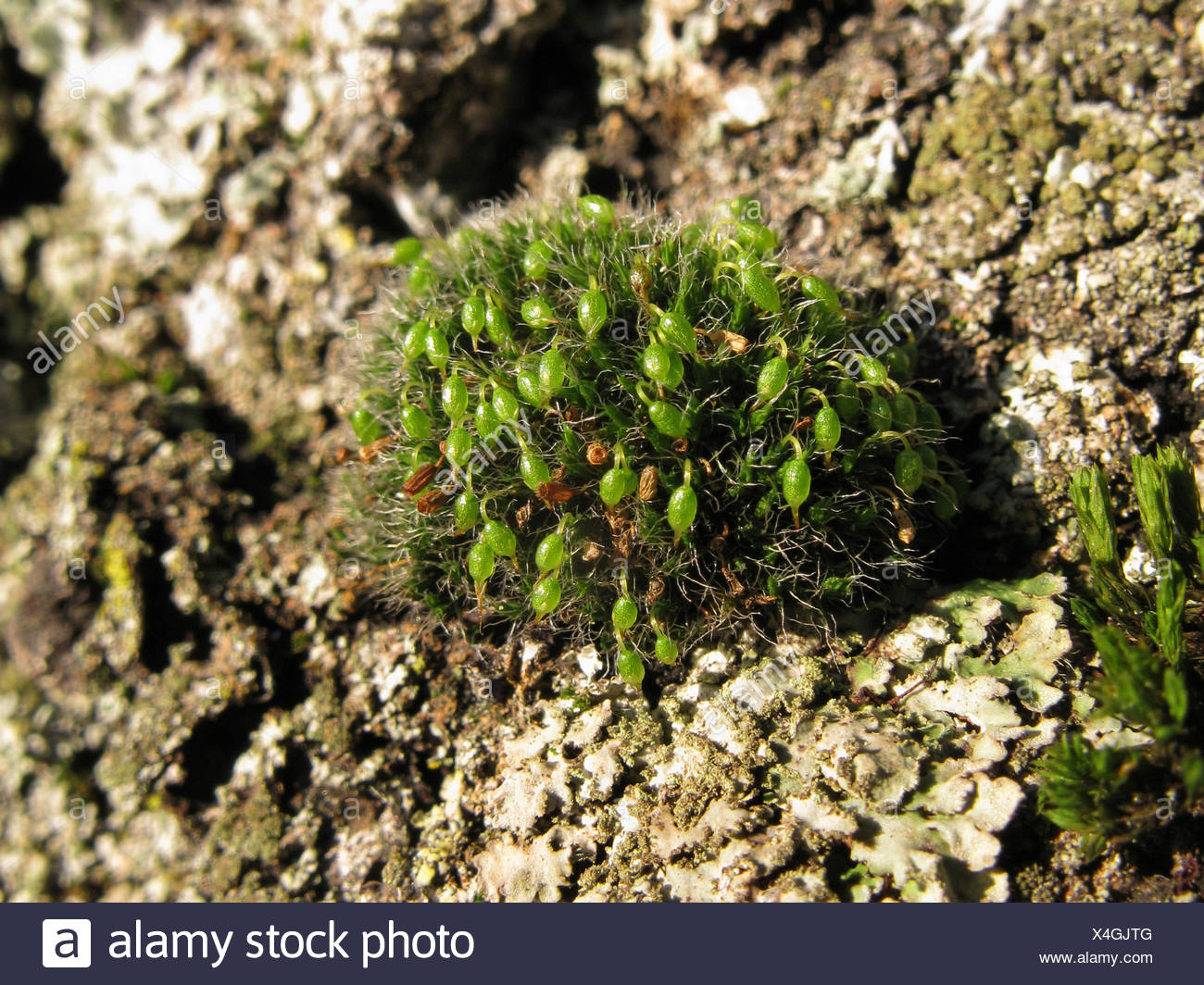 Coussin de mousse, trottoir d'argent (Grimmia pulvinata), sur l'écorce, Allemagne, Rhénanie du Nord-Westphalie Banque D'Images