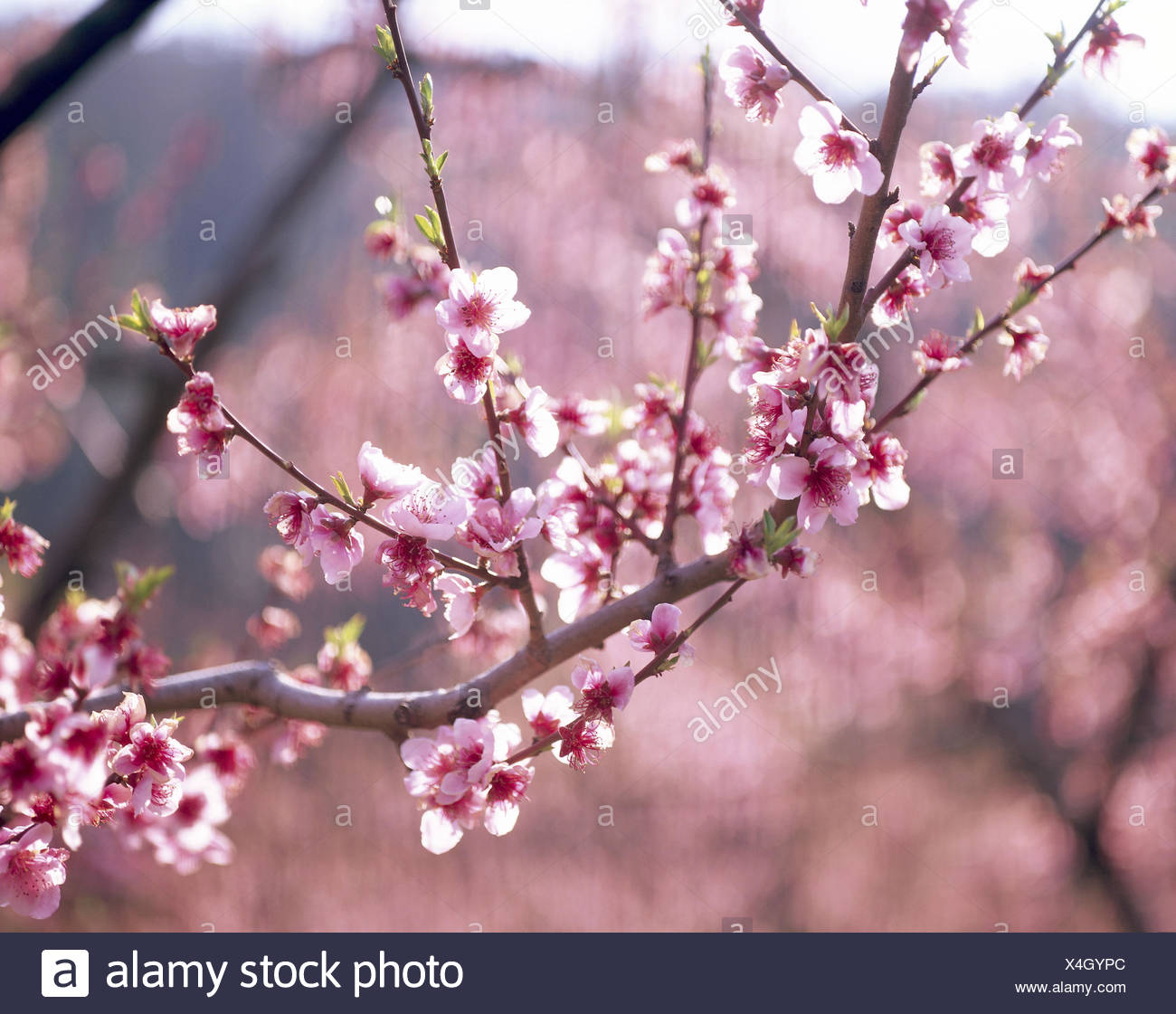 Peach Tree Détail Branche Fleurs Arbres Arbre Les