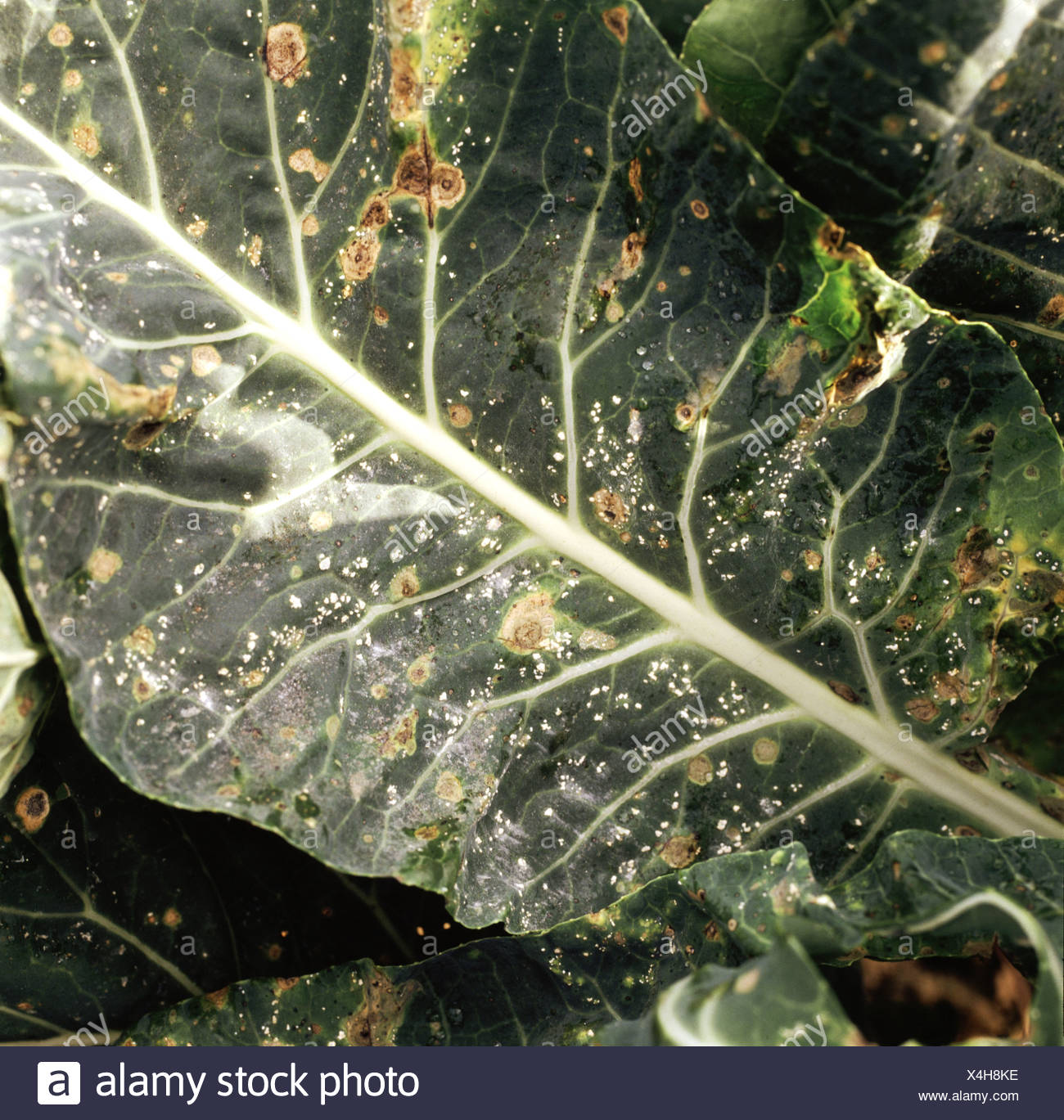 La Rouille Blanche Albugo Candida Pustules Sur La Surface Des