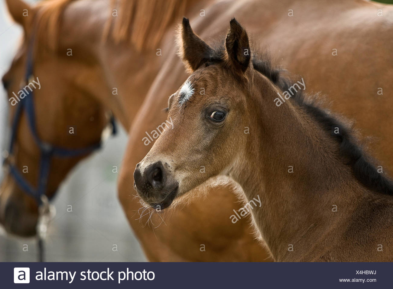 Chevaux Cheval Magnifique Poulain Etalon Cheval Nice Beauteously Basane Noir Photo Stock Alamy Chevaux Cheval Magnifique Poulain Etalon Cheval Nice Beauteously Basane Noir Photo Stock Alamy