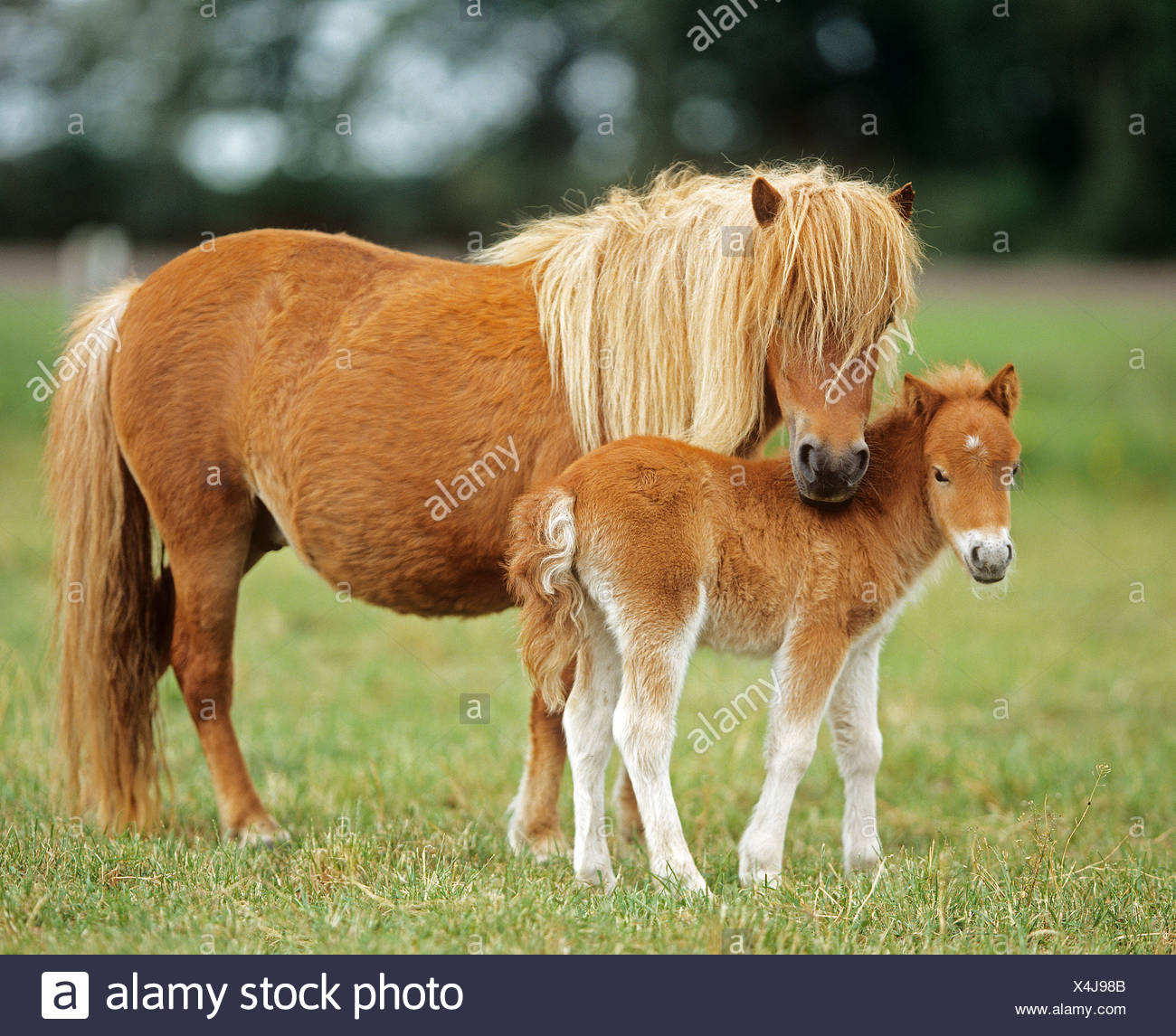 Poney Shetland Miniature Mare Avec Poulain Dans Un Pre Photo Stock Alamy Poney Shetland Miniature Mare Avec Poulain Dans Un Pre Photo Stock Alamy