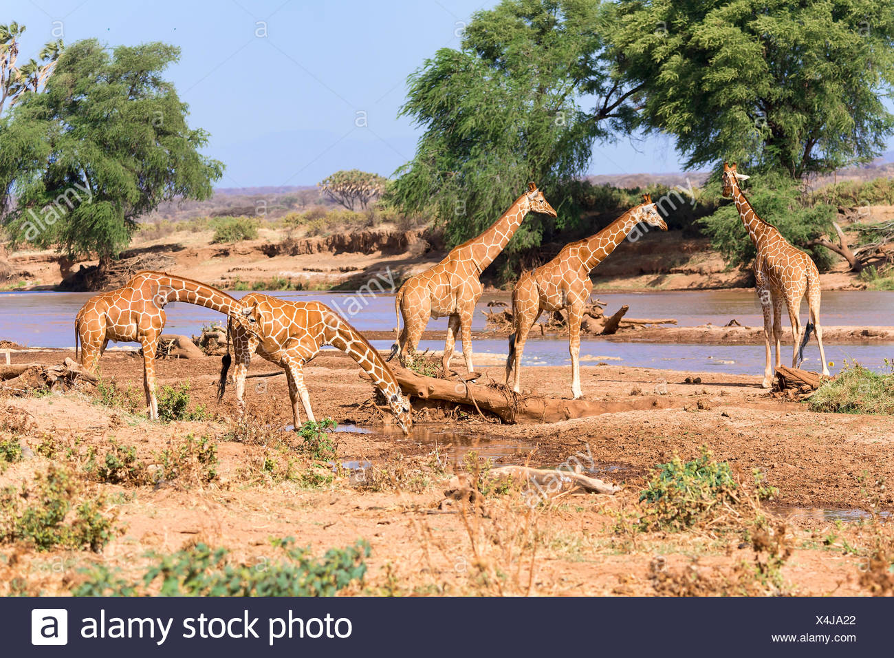 Les Girafes réticulée ou Somali girafes (Giraffa camelopardalis reticulata) boire à la rivière, la réserve nationale de Samburu, Kenya Banque D'Images