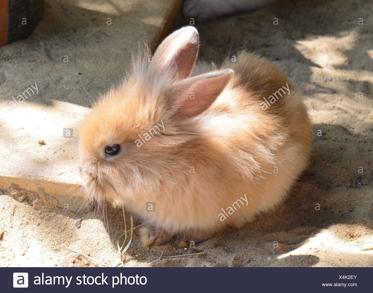 Lievre Lapin Mammifere Animal Cub Bebes Lapins Bunny Nature Shine Brille Sereine Lumiere Lucent Animal Animaux Mammiferes Lumineux Photo Stock Alamy Lievre Lapin Mammifere Animal Cub Bebes Lapins Bunny Nature Shine Brille Sereine Lumiere Lucent Animal Animaux Mammiferes Lumineux Photo Stock Alamy